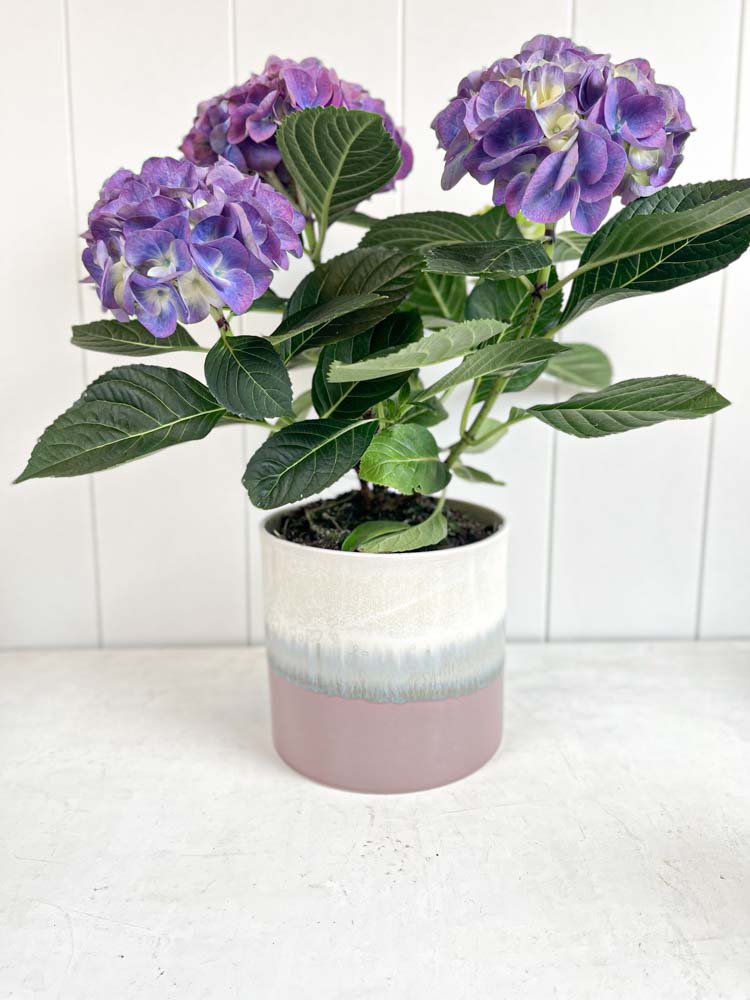 Lena Pedersen ceramic flower pots in pastels