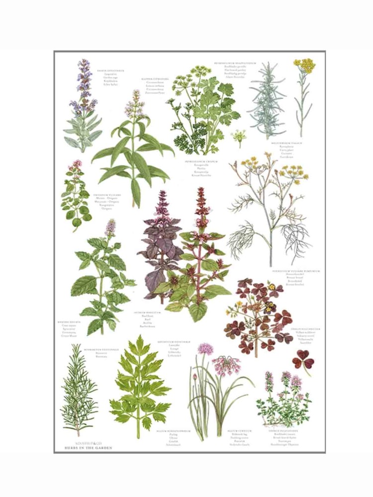koustrup & co tea towel herbs