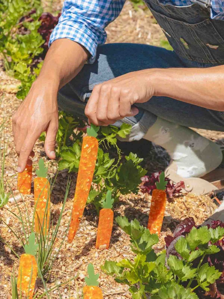 cou cou suzette linear carrot